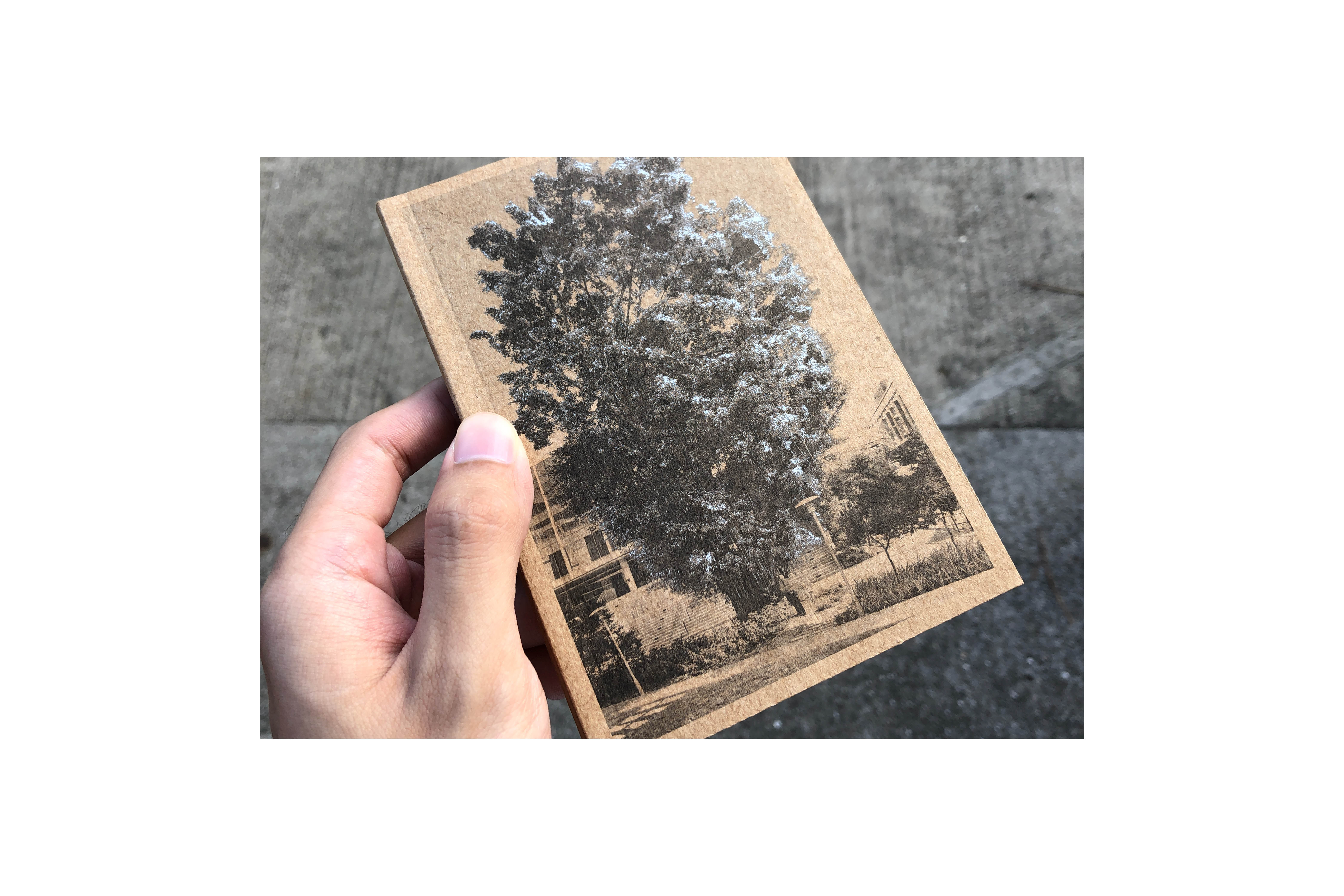 951 Singpore Very Old Tree (project publication), for Robert Zhao Renhui